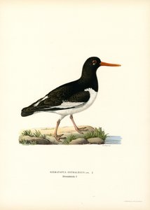 Eurasian Oystercatcher (lito colorido) de Magnus Ferdinand and Wilhelm von Wright