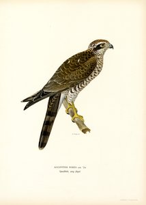 Gavião da Eurásia (cor litho) de Magnus Ferdinand and Wilhelm von Wright