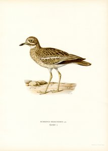 Maçarico da Eurásia (lito colorido) de Magnus Ferdinand and Wilhelm von Wright