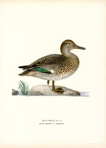Cerceta euro-asiática (lito colorido) de Magnus Ferdinand and Wilhelm von Wright