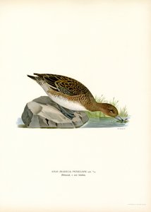 Pombo Eurasiático (cor litho) de Magnus Ferdinand and Wilhelm von Wright