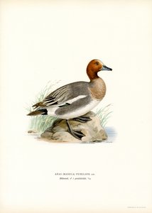 Eurasian Wigeon (lito colorido) de Magnus Ferdinand and Wilhelm von Wright
