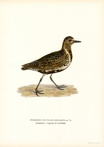 Tarambola-dourada europeia (cor litho) de Magnus Ferdinand and Wilhelm von Wright