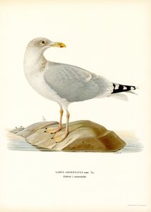 Gaivota de arenque europeia (cor litho) de Magnus Ferdinand and Wilhelm von Wright