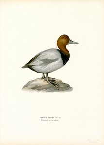 Pochard europeu (lito a cores) de Magnus Ferdinand and Wilhelm von Wright