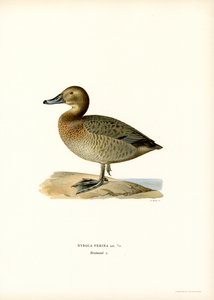 Pochard europeu (cor litho) de Magnus Ferdinand and Wilhelm von Wright