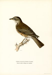 Fieldfare (cor litho) de Magnus Ferdinand and Wilhelm von Wright