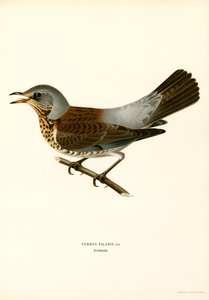 Fieldfare (cor litho) de Magnus Ferdinand and Wilhelm von Wright