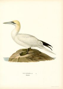 Paraíso (Black Litho) de Magnus Ferdinand and Wilhelm von Wright