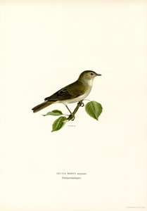 Toutinegra de jardim (lito colorido) de Magnus Ferdinand and Wilhelm von Wright