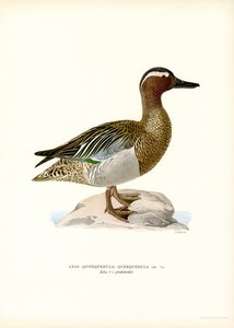 Garganey (cor litho) de Magnus Ferdinand and Wilhelm von Wright