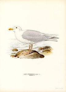 Gaivota Glaucosa (cor litho) de Magnus Ferdinand and Wilhelm von Wright