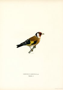 Pintassilgo dourado (cor litho) de Magnus Ferdinand and Wilhelm von Wright