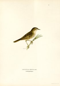 Gafanhoto Warbler (cor litho) de Magnus Ferdinand and Wilhelm von Wright