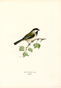 Galinha de cabeça cinzenta (cor litho) de Magnus Ferdinand and Wilhelm von Wright