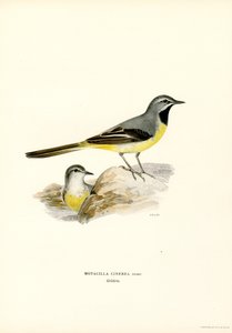 Rabo de Abotoar cinzento (cor litho) de Magnus Ferdinand and Wilhelm von Wright