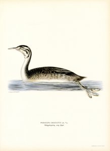 Great Crested Grebe (cor litho) de Magnus Ferdinand and Wilhelm von Wright