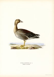Ganso-de-testa-branca-grande (cor litho) de Magnus Ferdinand and Wilhelm von Wright
