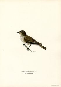 Papa-moscas cinza (lito colorido) de Magnus Ferdinand and Wilhelm von Wright