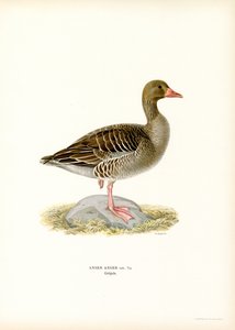 Grey Goose (lito colorido) de Magnus Ferdinand and Wilhelm von Wright