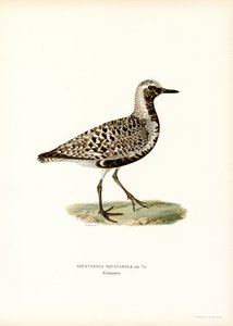 Tarambola cinza (lito colorido) de Magnus Ferdinand and Wilhelm von Wright