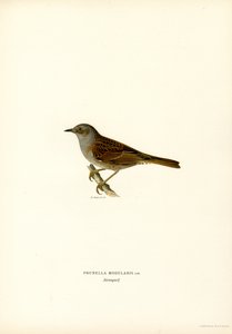 Toutinegra de sebe (cor litho) de Magnus Ferdinand and Wilhelm von Wright