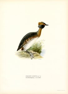 Trompa de Grebe (cor litho) de Magnus Ferdinand and Wilhelm von Wright