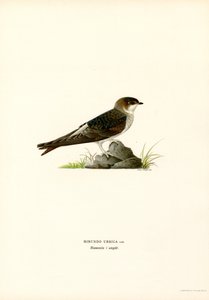 House Martin (cor litho) de Magnus Ferdinand and Wilhelm von Wright