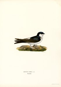 Casa Martin (lito colorido) de Magnus Ferdinand and Wilhelm von Wright
