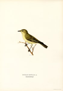 Toutinegra Icterina (lito colorido) de Magnus Ferdinand and Wilhelm von Wright