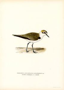 Kentish Plover (lito colorido) de Magnus Ferdinand and Wilhelm von Wright