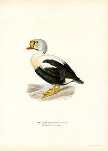 Pato Rei (cor litho) de Magnus Ferdinand and Wilhelm von Wright