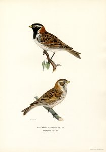 Lapónia Bunting (cor litho) de Magnus Ferdinand and Wilhelm von Wright