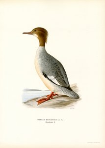Grande Merganser (cor litho) de Magnus Ferdinand and Wilhelm von Wright