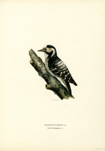 Pica-pau-picho-pequeno (cor litho) de Magnus Ferdinand and Wilhelm von Wright