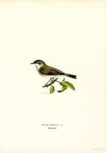 Garganta Branca mais pequena (cor litho) de Magnus Ferdinand and Wilhelm von Wright