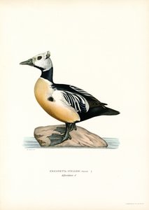 Pequeno Eider (cor litho) de Magnus Ferdinand and Wilhelm von Wright