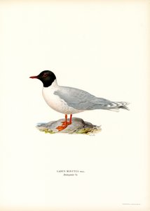 Pequena Gaivota (cor litho) de Magnus Ferdinand and Wilhelm von Wright