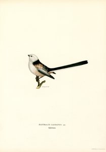 Tit de cauda longa (lito colorido) de Magnus Ferdinand and Wilhelm von Wright