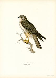 Merlin (cor litho) de Magnus Ferdinand and Wilhelm von Wright