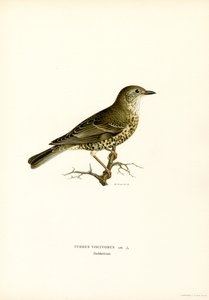 Mistle Thrush (lito a cores) de Magnus Ferdinand and Wilhelm von Wright