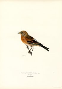 Mountain Finch (lito a cores) de Magnus Ferdinand and Wilhelm von Wright