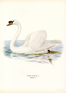 Cisne mudo (cor litho) de Magnus Ferdinand and Wilhelm von Wright