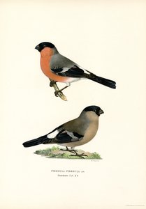 Touro da Eurásia do Norte (cor litho) de Magnus Ferdinand and Wilhelm von Wright