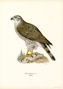 Açor do Norte (lito colorido) de Magnus Ferdinand and Wilhelm von Wright