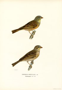 Ortolan Bunting (cor litho) de Magnus Ferdinand and Wilhelm von Wright
