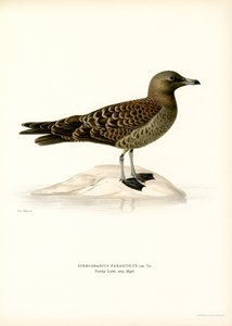 Jaeger parasita (cor litho) de Magnus Ferdinand and Wilhelm von Wright