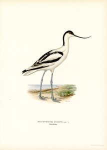 Pé Avocet (cor litho) de Magnus Ferdinand and Wilhelm von Wright