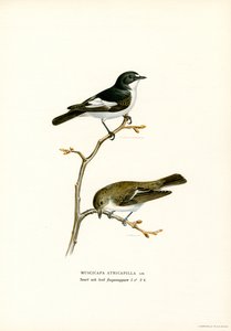 Pied Flycatcher (lito a cores) de Magnus Ferdinand and Wilhelm von Wright