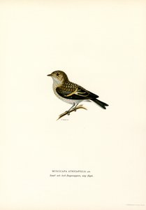 Pied Flycatcher (lito a cores) de Magnus Ferdinand and Wilhelm von Wright